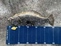 ヒラメの釣果