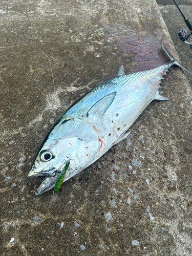 スマカツオの釣果