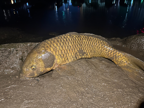 コイの釣果