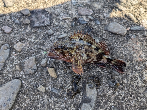 カサゴの釣果