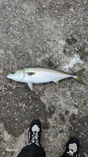 ハマチの釣果