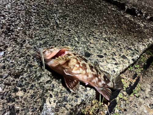 カサゴの釣果