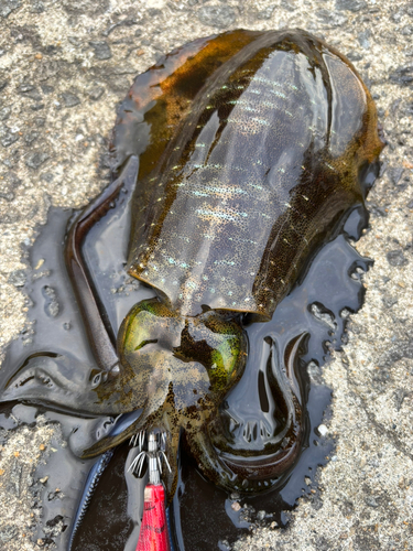 アオリイカの釣果