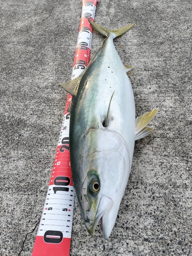 ハマチの釣果