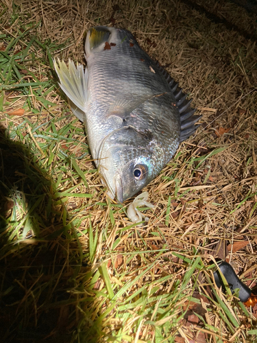 キビレの釣果