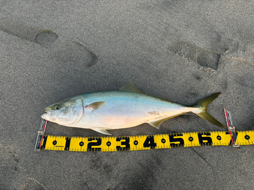 ワラサの釣果