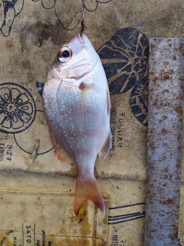 タイの釣果