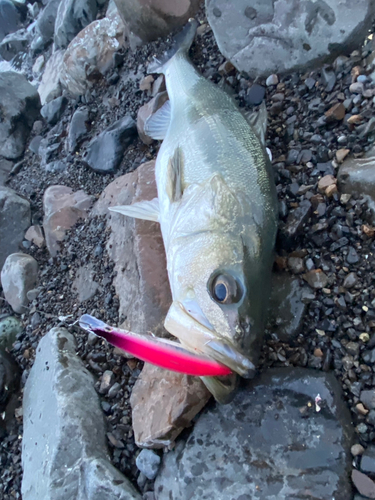 ハマチの釣果