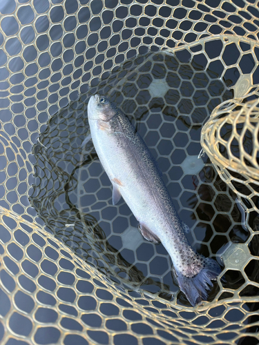 トラウトの釣果