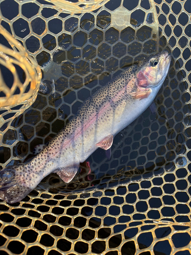 トラウトの釣果