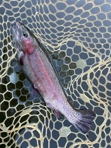 トラウトの釣果