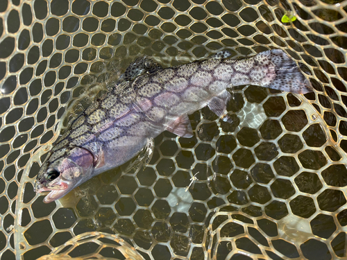 トラウトの釣果