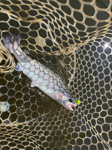 トラウトの釣果