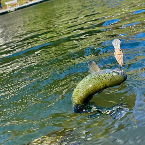 ニジマスの釣果