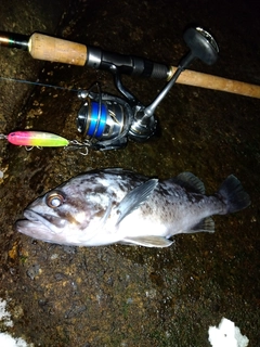 クロソイの釣果