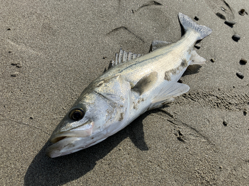 マダカ（マルスズキ）の釣果