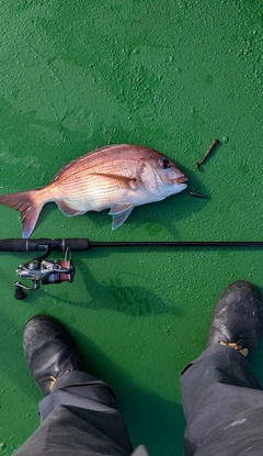 マダイの釣果