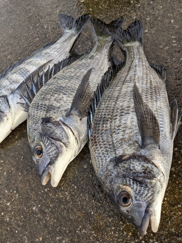 表浜名湖