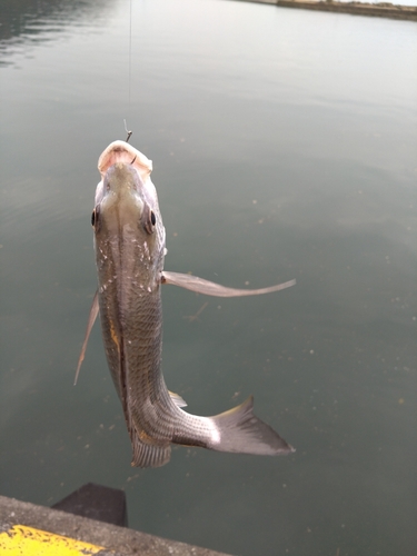 キビレの釣果