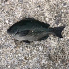 クチブトグレの釣果