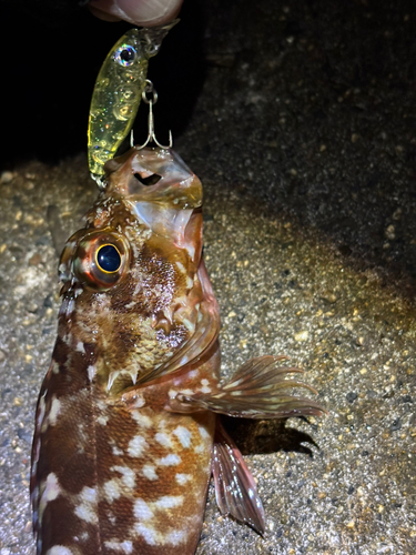 カサゴの釣果