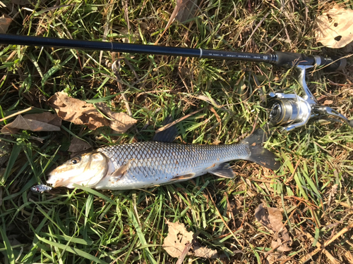 ニゴイの釣果