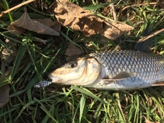 ニゴイの釣果