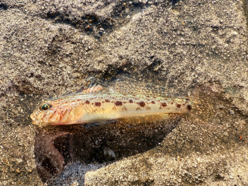 サビハゼの釣果