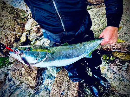 ブリの釣果