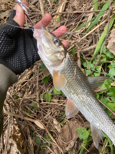 ニゴイの釣果