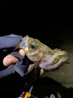 シロメバルの釣果