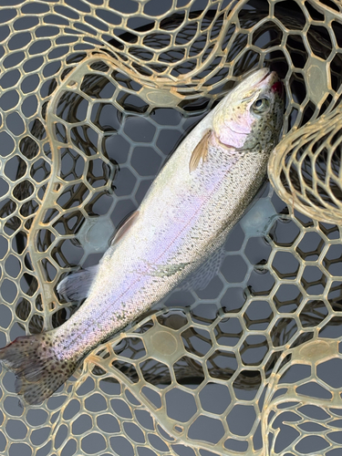 トラウトの釣果