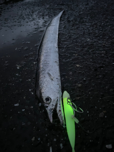 タチウオの釣果