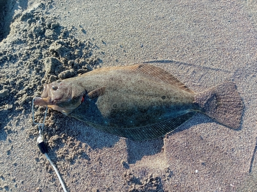 ヒラメの釣果