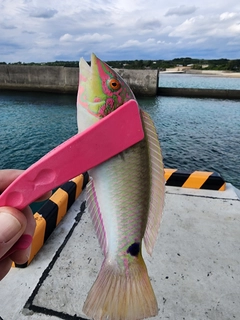 ミツボシキュウセンの釣果