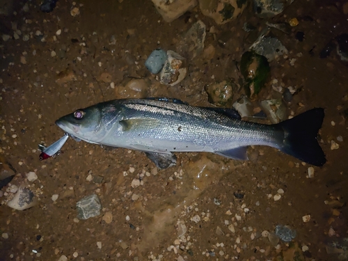 フッコ（マルスズキ）の釣果