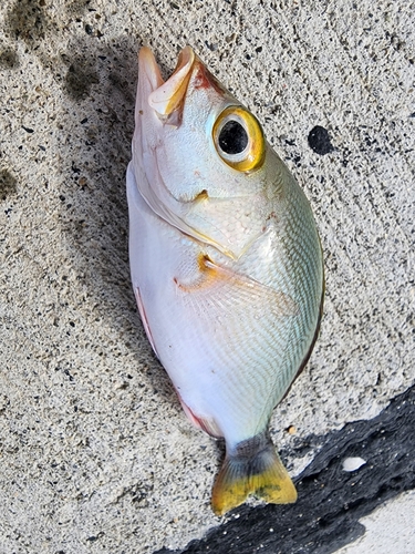 ヒメフエダイの釣果