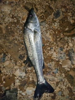 フッコ（マルスズキ）の釣果