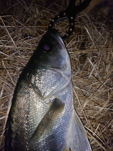 フッコ（マルスズキ）の釣果