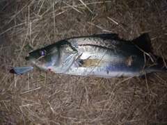 フッコ（マルスズキ）の釣果