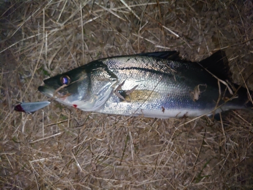 フッコ（マルスズキ）の釣果