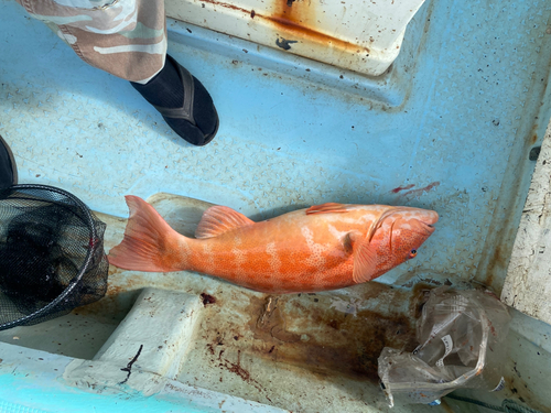 アカジンミーバイの釣果