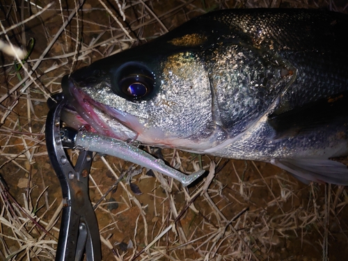 フッコ（マルスズキ）の釣果