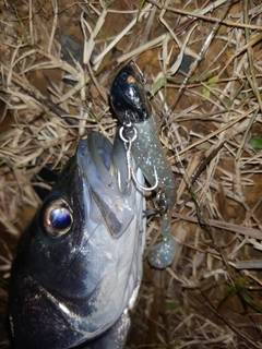 フッコ（マルスズキ）の釣果