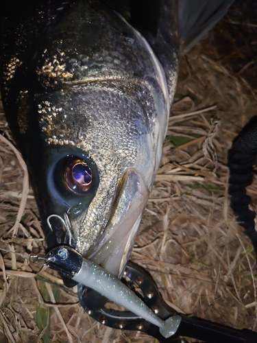 フッコ（マルスズキ）の釣果