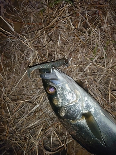 フッコ（マルスズキ）の釣果