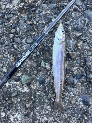 シロギスの釣果