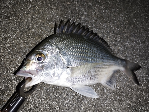 ミナミクロダイの釣果