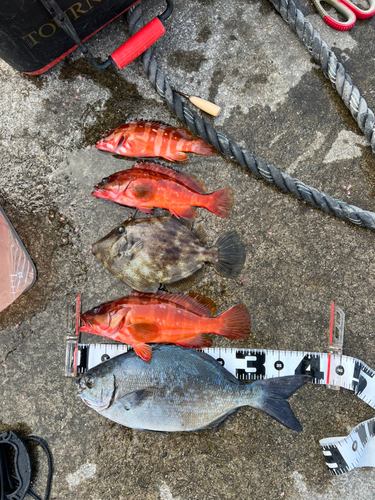 アカハタの釣果