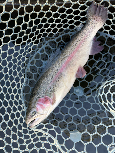 トラウトの釣果